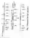 Fig. 08 - Transgenic Aves Producing Human Polyclonal Antibodies