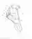 Fig. 03 - STRING TRIMMER SHIELD