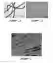 Fig. 02 - Cellulose nanofilaments and method to produce same