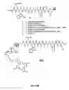 Fig. 30 - Linkers For Radiopharmaceutical Compounds