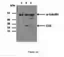 Fig. 10 - Highly selective sigma receptor radioligands