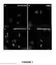 Fig. 02 - Olfactory epithelial-derived stem cells and methods of use therefor