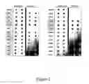 Fig. 03 - Methods and kits for detecting misfolded proteins