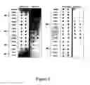 Fig. 04 - Methods and kits for detecting misfolded proteins