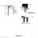 Fig. 09 - Methods and kits for detecting misfolded proteins