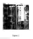 Fig. 12 - Methods and kits for detecting misfolded proteins