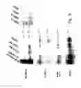 Fig. 09 - Cancer immunotherapy
