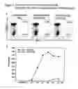 Fig. 06 - High affinity T cell receptor and use thereof