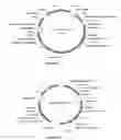 Fig. 02 - Site-specific attachment of drugs or other agents to engineered antibodies with C-terminal extensions