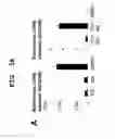 Fig. 09 - IMMUNOTHERAPEUTIC METHOD USING ALLO-CELLS WHICH CO-EXPRESS CD1d AND TARGET ANTIGEN