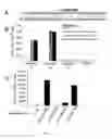 Fig. 02 - Methods and compositions for tumor vaccination and therapy
