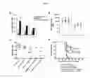 Fig. 03 - Polypeptides derived from cyclin B1 and uses thereof