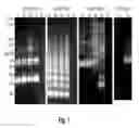 Fig. 02 - Compounds and methods for diagnosis and treatment of leishmaniasis