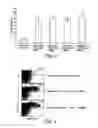 Fig. 08 - IMMUNOSTIMULATORY COMBINATIONS