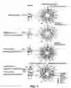 Fig. 02 - Multimeric protein toxins to target cells having multiple identifying characteristics