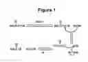 Fig. 02 - MATRIX METALLOPROTEINASE INHIBITOR
