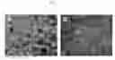 Fig. 09 - Fibrous microcapsules and methods of assembly and use thereof