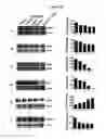 Fig. 03 - Composition from Sphaeranthus indicus and Garcinia mangostana for the control of metabolic syndrome