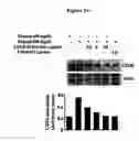 Fig. 04 - Composition from Sphaeranthus indicus and Garcinia mangostana for the control of metabolic syndrome