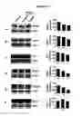 Fig. 05 - Composition from Sphaeranthus indicus and Garcinia mangostana for the control of metabolic syndrome