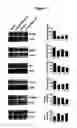 Fig. 06 - Composition from Sphaeranthus indicus and Garcinia mangostana for the control of metabolic syndrome