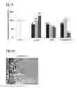 Fig. 06 - COMPOSITION COMPRISING BAMBOO EXTRACT AND THE COMPOUNDS ISOLATED THEREFROM SHOWING ACTIVITY FOR THE TREATMENT AND PREVENTION OF INFLAMMATORY AND BLOOD CIRCULATION DISEASE