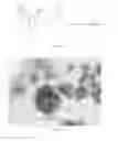 Fig. 02 - Method of preparing polyaniline films and highly self-oriented films obtained