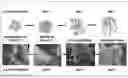Fig. 01 - Synthesis of pyrochlore nanostructures and uses thereof