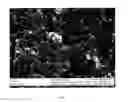 Fig. 03 - Nanoscale intercalation materials on carbon powder, process for production, and use thereof