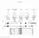 Fig. 09 - Ribonucleic acid binding motif protein 20 sequence variants