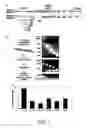 Fig. 02 - Oligoribonucleotide or peptide nucleic acid capable of inhibiting activity of hepatitis C virus