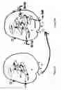 Fig. 02 - Compositions and methods for identifying antigens which elicit an immune response