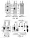 Fig. 05 - Composition and method for facilitating the internalization of a therapeutic agent into a cell