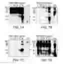 Fig. 06 - Composition and method for facilitating the internalization of a therapeutic agent into a cell