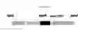 Fig. 06 - SPNK STRAINS
