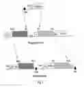 Fig. 02 - Multi-chain eukaryotic display vectors and uses thereof