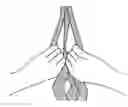Fig. 01 - MUSCLE STRETCHING APPARATUS AND METHOD