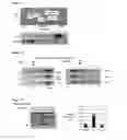 Fig. 02 - METHOD OF IDENTIFYING COMPOUNDS THAT MODULATE REGULATION OF IRON RESPONSE ELEMENTS