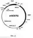 Fig. 49 - BETA-SECRETASE ENZYME COMPOSITIONS AND METHODS