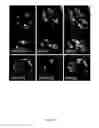 Fig. 45 - Rationale, methods, and assays for identifying human and non-human primate taste specific genes and use thereof in taste modulator and therapeutic screening assays
