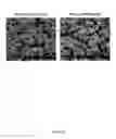 Fig. 43 - Crystalline insulin-conjugates
