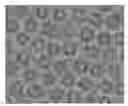 Fig. 01 - Parental formulations of gemcitabine derivatives