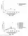 Fig. 131 - Aptamers to tissue factor pathway inhibitor and their use as bleeding disorder therapeutics