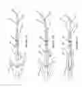 Fig. 35 - Vacuum coagulation probes