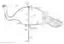 Fig. 01 - Telescopable strut for turkey decoy