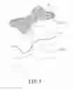 Fig. 02 - HAIR PAD