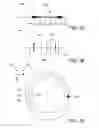 Fig. 09 - Visualizing a time-variant parameter in a biological structure