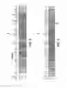 Fig. 04 - Screw extruder for continuous and solvent-free resin emulsification