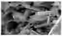 Fig. 01 - COMPOUND FOR AGRICULTURAL SOIL