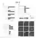 Fig. 09 - Methods and compositions for inhibition of BCL6 repression